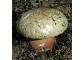 Satansröhrling (Rubroboletus satanas) - © Heinz Prelicz